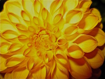 Inner Bonding Free Course